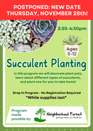 ING-Planting Succule